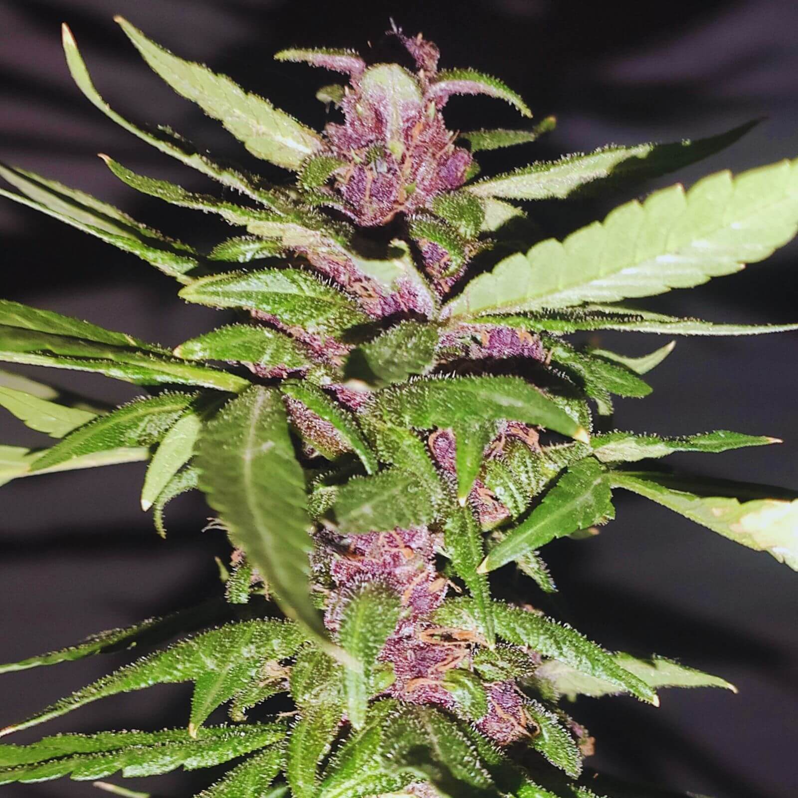 Red Skunk Automática – Perfect Plant