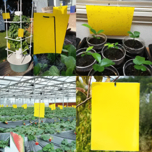 Kit 10 Telas 10x15cm Pega Mosca Mosquito Inseto Plantar